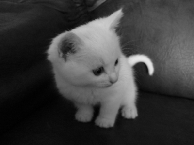 trop mimi le petit pissoute