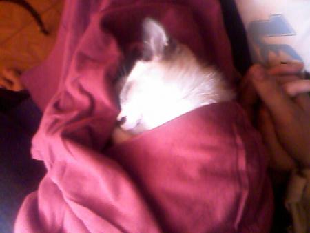 pachat