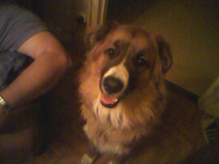 il est pas bo ce chien? moi je l'aime de trop il a une bonne guelle